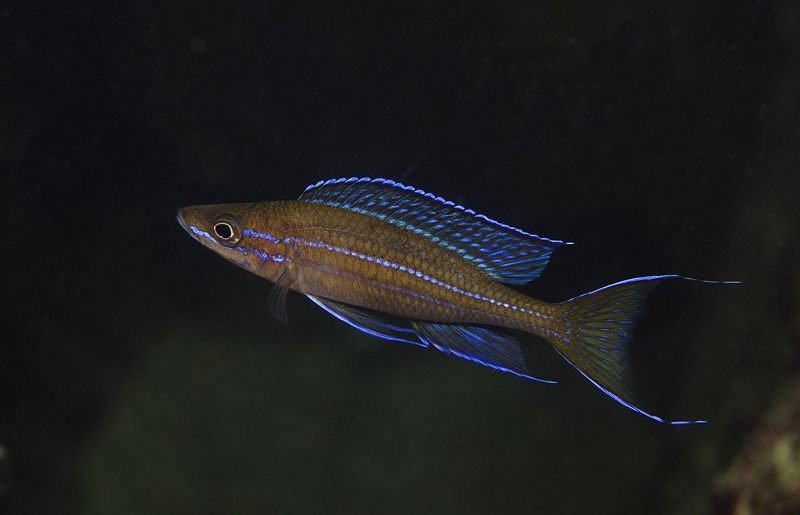Paracyprichromis nigripinnis 'Kalala Island'